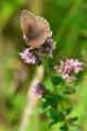2015-07-16 vlindertuin Waalre